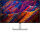 Dell UltraSharp U3223QE - 80 cm (31.5 Zoll) - 3840 x 2160 Pixel - 4K Ultra HD - LCD - 8 ms - Silber
